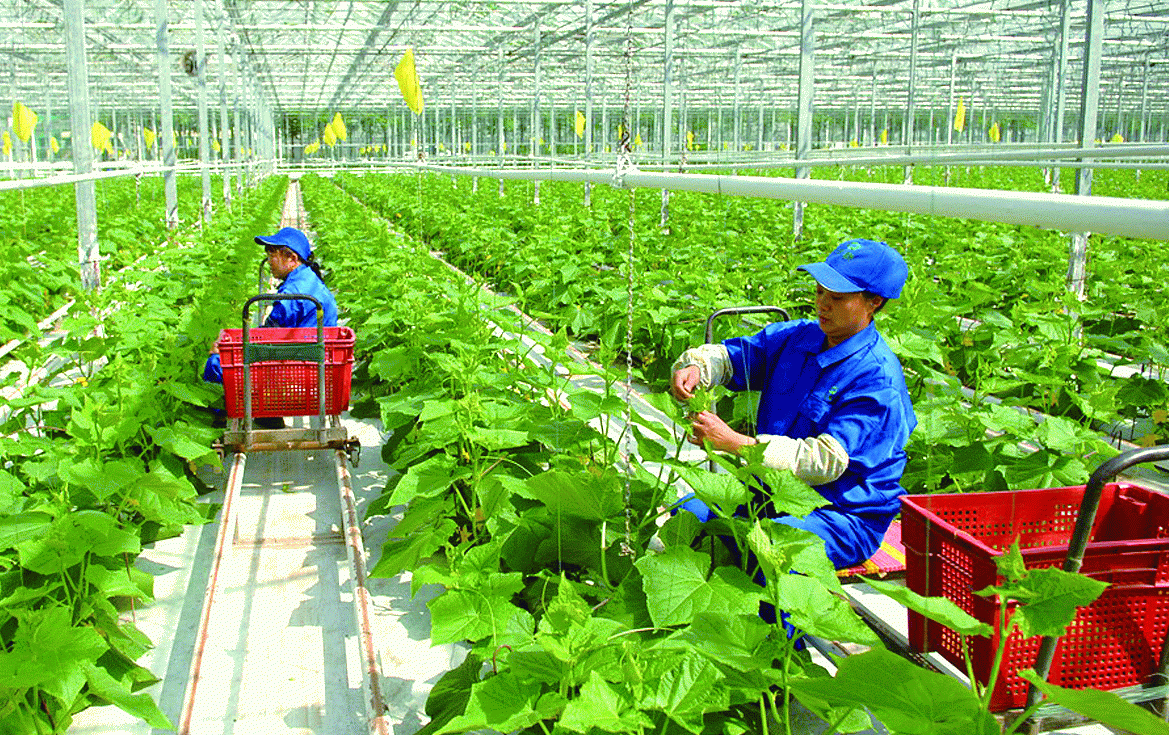 Khuyến nông đổi mới toàn diện, tri thức hóa nông dân, hướng tới nông nghiệp sinh thái